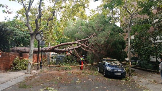 Un bomber de Barcelona talla les branques d'un arbre caigut